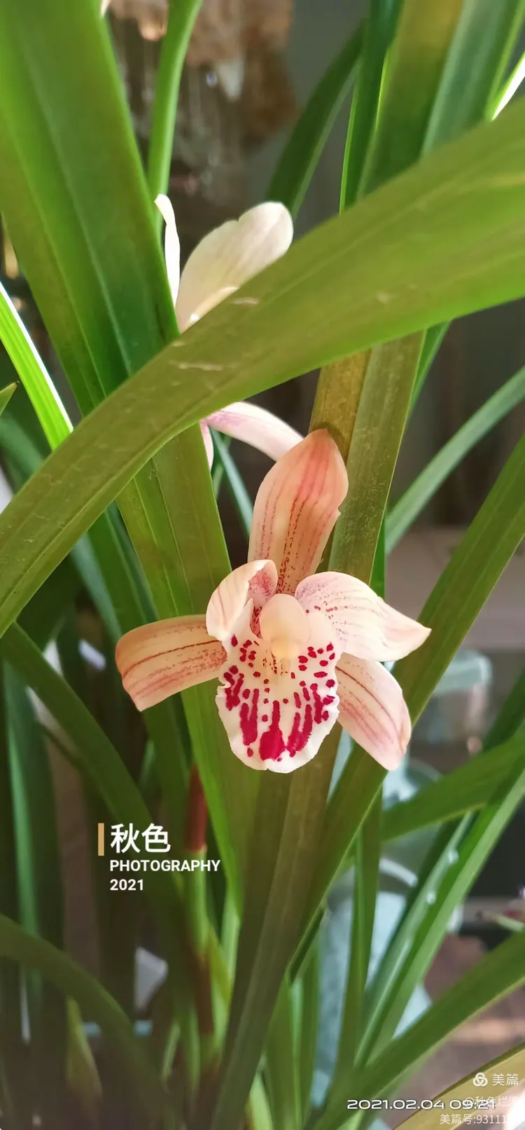 西施兰花二度开